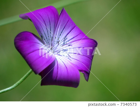 Mugi senneum Mugi senneum 7340573