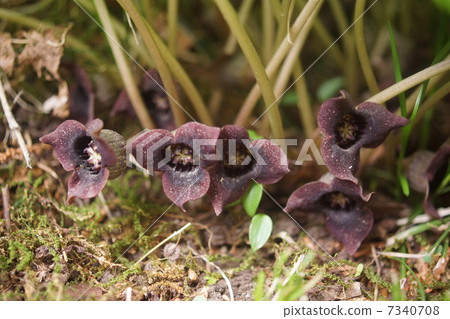 Usha Baishin 7340708