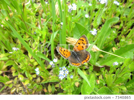 Benicidime spring type 7340865