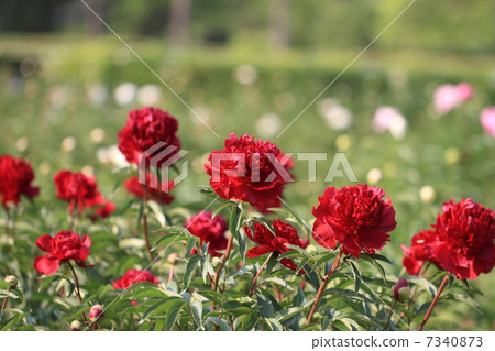Peony Peony 7340873