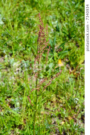 Plants · Swallowtail family Plants · Swallowtail family 7340934