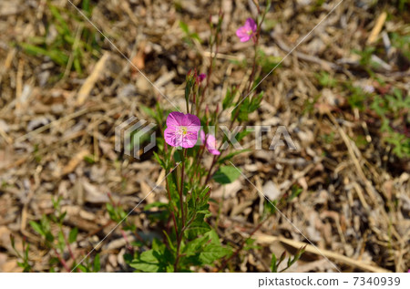 Plants · Akabana Yuge Grow 7340939