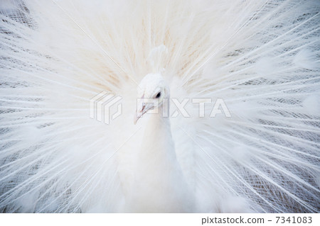 白孔雀 7341083