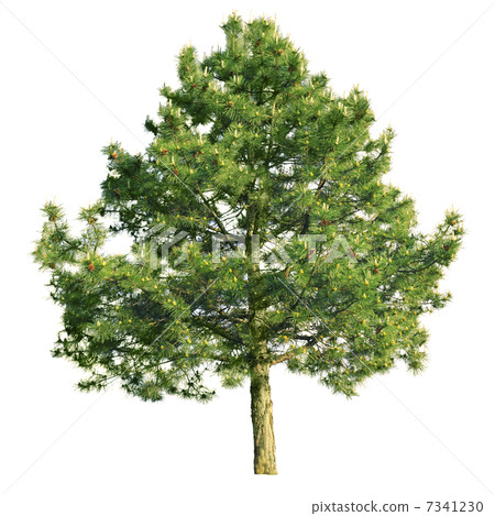 Scotch pine (Pinus sylvestris) 7341230