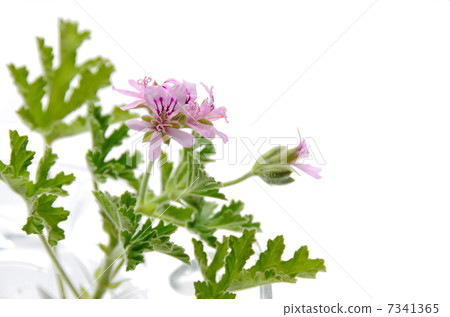 Geranium Geranium 7341365