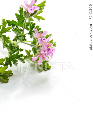 Geranium 7341366
