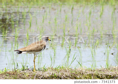 Keli: Chidoridae (wild bird at the waterside) 7341373