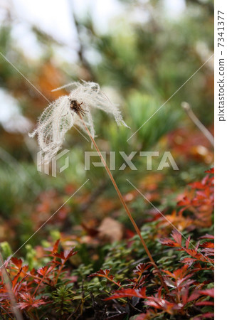 今pentapetalum 7341377