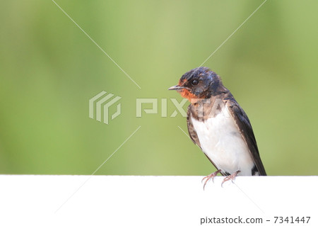 Swallow parents 7341447