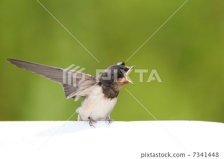 Swallow reminder 7341448