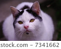 Shiodaruma cat 7341662