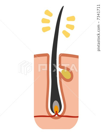 髮根 髮根 7341711