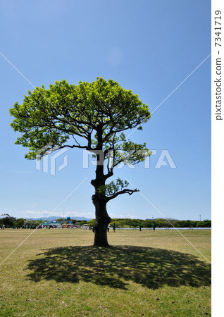 耀眼的季節 耀眼的季節 7341719