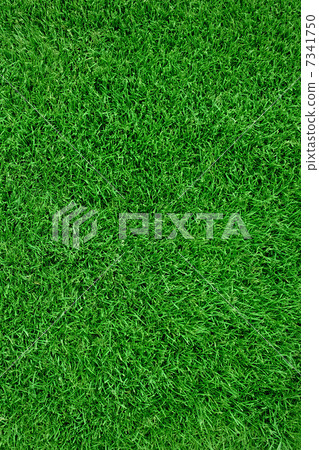 Sport grass field 7341750