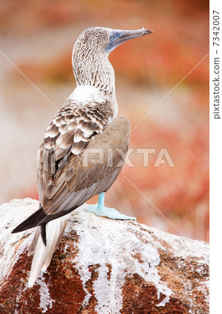 Blue footed booby Blue footed booby 7342007