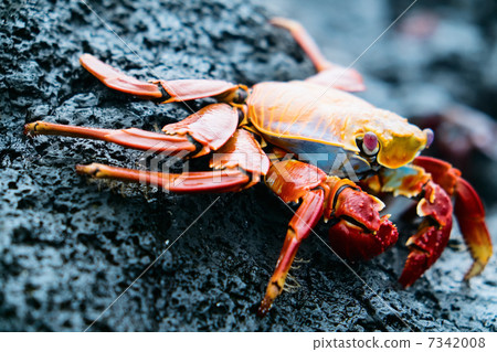 Sally lightfoot crab 7342008