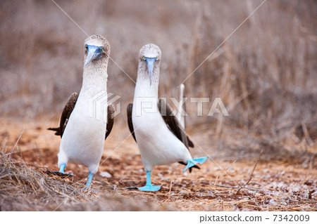 Blue footed booby mating dance 7342009