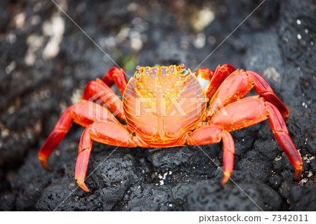 Sally lightfoot crab 7342011