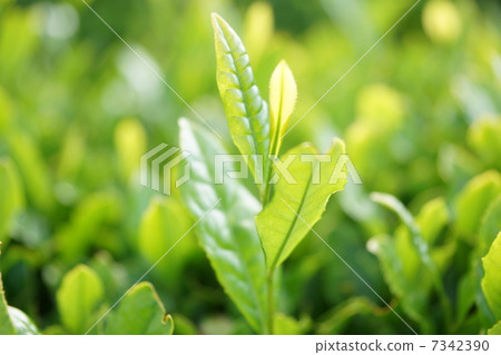 茶葉 茶葉 7342390