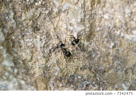 Battle of Kurooari 7342475