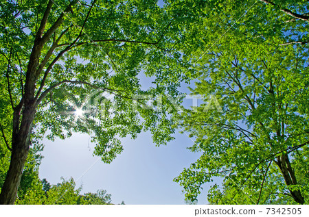 Green ceiling (background material) 7342505