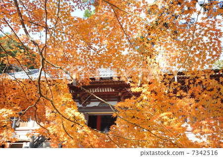 京都Jingoji的Momiji 7342516