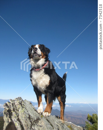 勇敢的外表 7342518