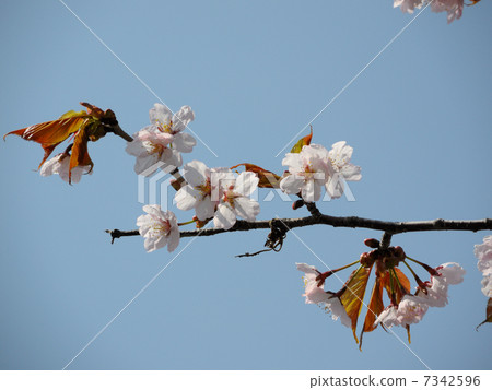 Ezo Yamazakura 7342596