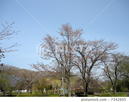 北海道釧路町Kuribo公園的櫻花 北海道釧路町Kuribo公園的櫻花 7342605