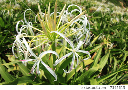 Hamayuu Hamayuu 7342615