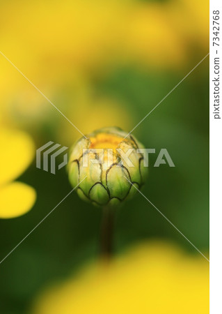 Bud of Chrisaneme Mulchicore 7342768