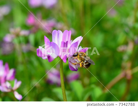 蓮花草和蜜蜂 蓮花草和蜜蜂 7342788