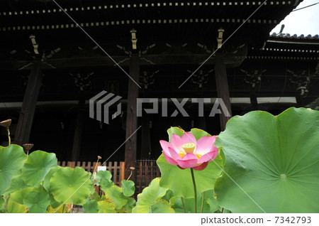 Lotus of Kyoto Rikoji 7342793