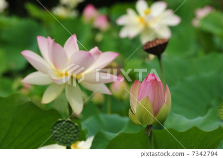 蓮花 7342794