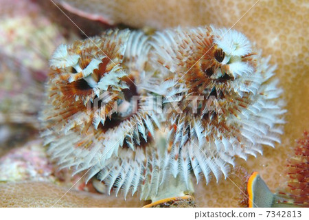 大旋鰓蟲 大旋鰓蟲 7342813