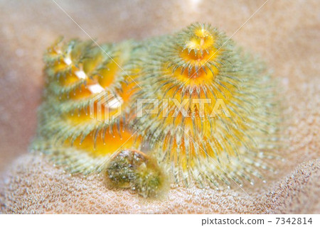 大旋鰓蟲 大旋鰓蟲 7342814