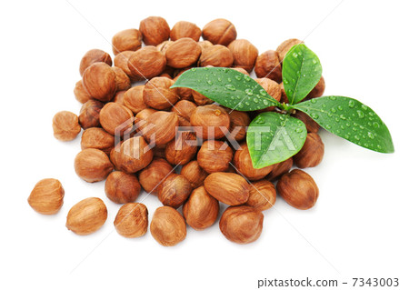 Heap of fresh shelled hazelnuts with green leaves isolated on wh Heap of fresh shelled hazelnuts with green leaves isolated on wh 7343003