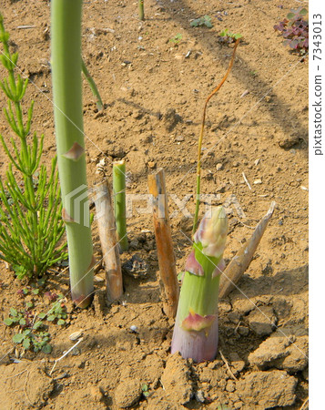 蘆筍打破土壤 7343013
