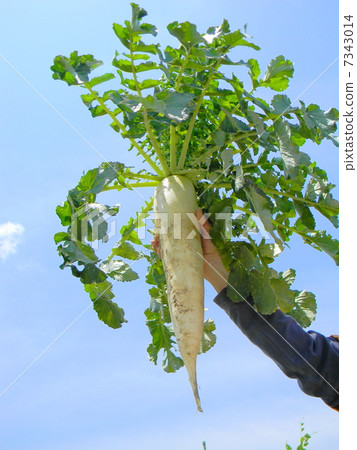 春蘿蔔的收穫 7343014