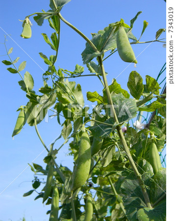 Snack pea at home garden Snack pea at home garden 7343019