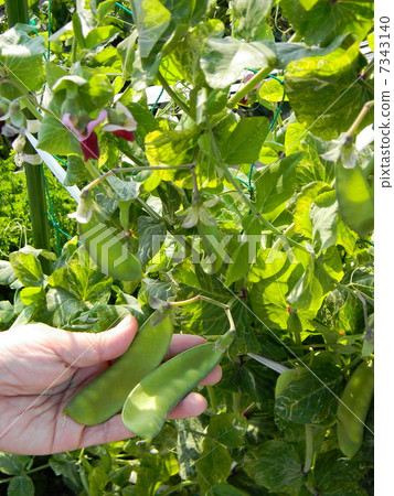 Large sheath silk Saya at home garden Large sheath silk Saya at home garden 7343140