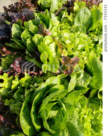 Giantly grown lettuce mix 7343141