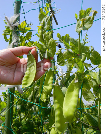 Harvest of large sheath silk Harvest of large sheath silk 7343142