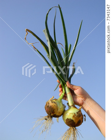 Harvesting new onion 7343147