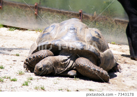 Tortoise Tortoise 7343178