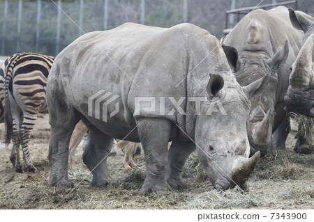 南方白雨 南方白雨 7343900