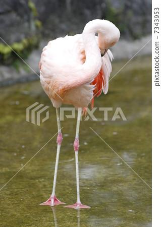 Chile Flamingo Chile Flamingo 7343953
