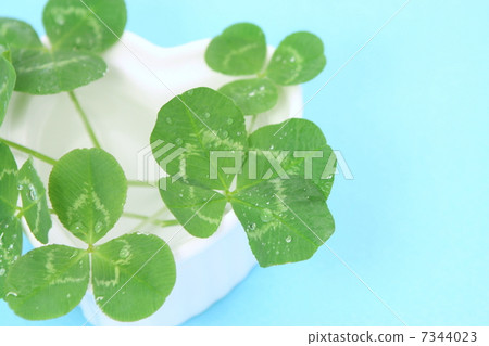 Four leaves clover 7344023