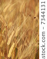 Barley fall 7344131