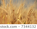 Barley fall 7344132